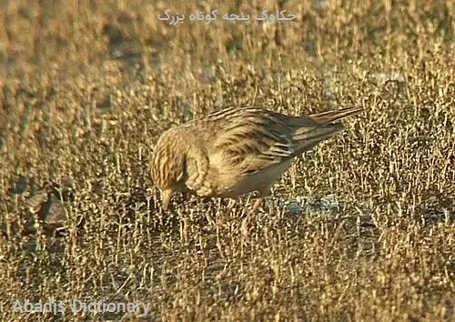 چکاوک پنجه کوتاه بزرگ